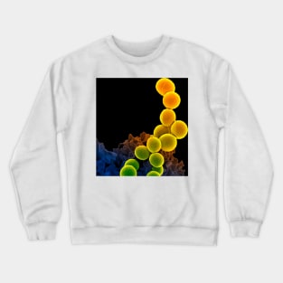 Neutrophil engulfing MRSA, SEM (C018/8597) Crewneck Sweatshirt